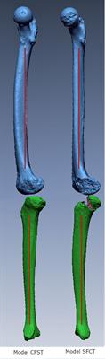 Anterior diaphyseal curvature of the femur and tibia has biomechanical consequences during unloaded uphill locomotion